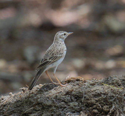 Paddyfield Pipit