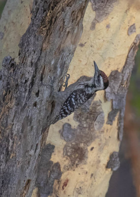 Freckle-breasted Woodpecker