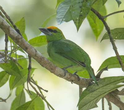 Flame-fronted Barbet