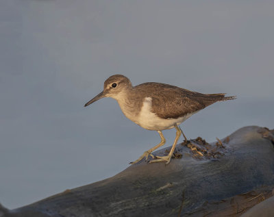 Common Sandpiper