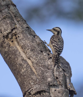 Sunda Pygmy Woodpecker