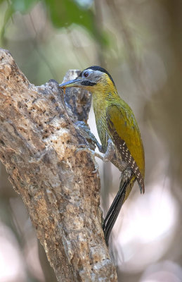 Laced Woodpecker (female)