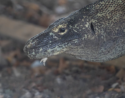 Komodo Dragon