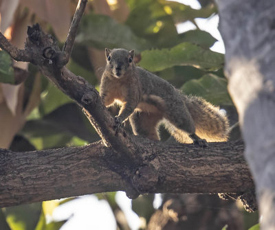 Plantain or Oriental Squirrel