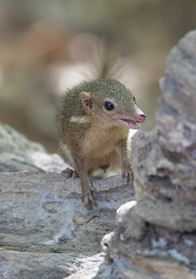 Javan (or Horsfield's) Treeshrew