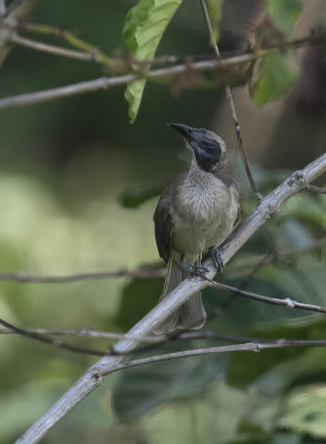 Helmeted Friarbird (female)