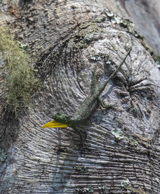 Yellow-throated Flying Gecko