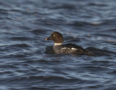 Goldeneye (female)