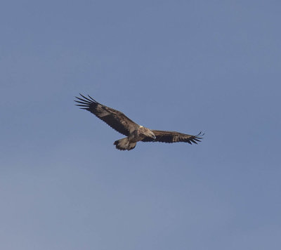 White-bellied Sea-eagle (imm)