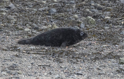 Grey Seal pup (male)