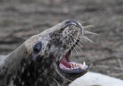 Grey Seal