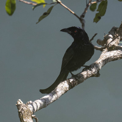 Wallacean Drongo