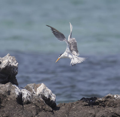 Lesser Crested Tern