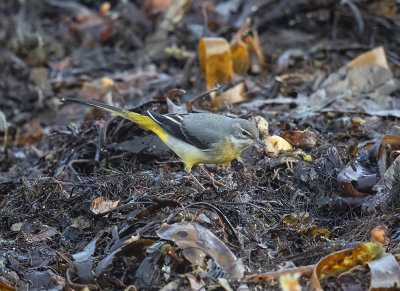 Gray Wagtail