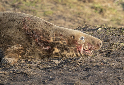 Grey seal bull