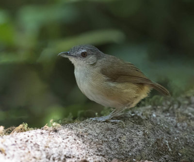 Horsfield's Babbler