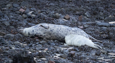 Grey seal and pup