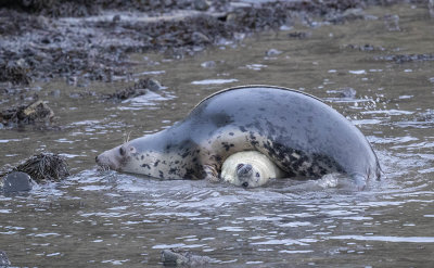 Grey seal and pup