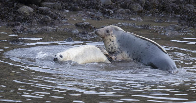 Grey seal and pup