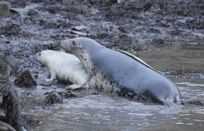 Grey seal and pup