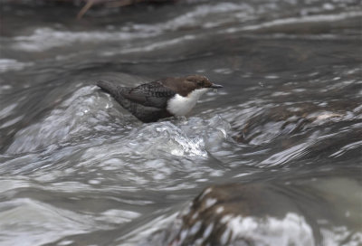 Black-bellied Dipper