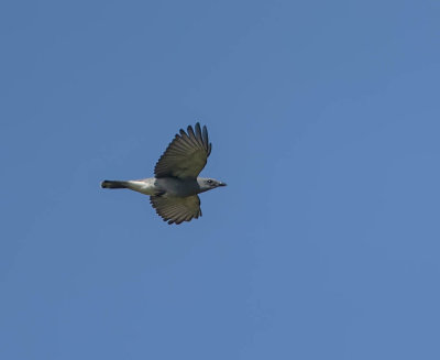Large Cuckoo-shrike