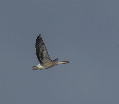 Swan Goose
