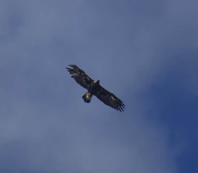 Golden Eagle