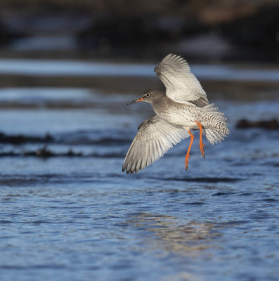 Redshank