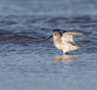 Dunlin