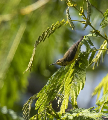 Flame-breasted Sunbird (female)