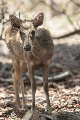 Timor deer (young stag)