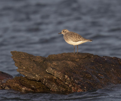 Grey Plover