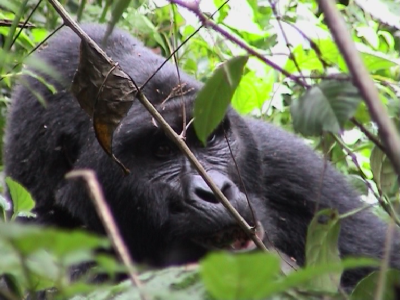 Eastern Gorilla (silverback)