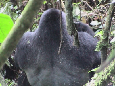 Eastern Gorilla (silverback)