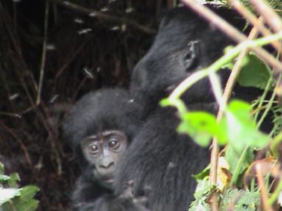 Eastern Gorilla