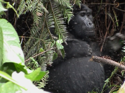 Eastern Gorilla