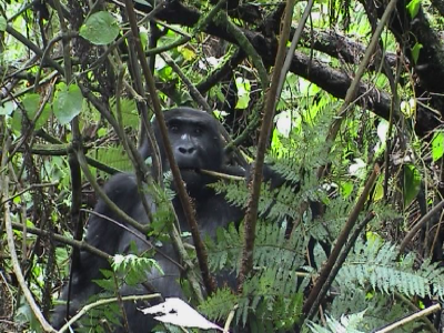 Eastern Gorilla