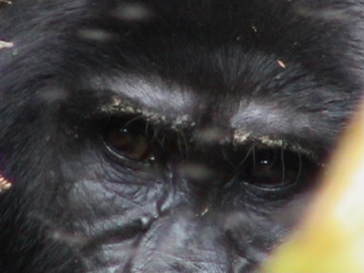 Eastern Gorilla