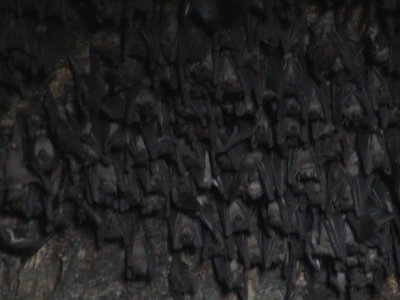 Mountain Fruit Bats