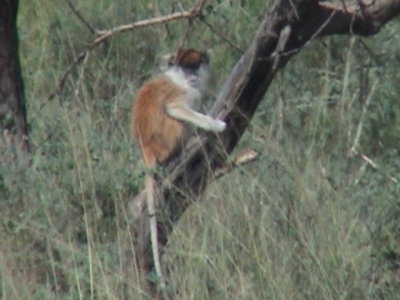 Patas Monkey