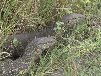 Nile Monitors