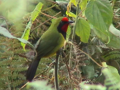 Doherty's Bush-shrike