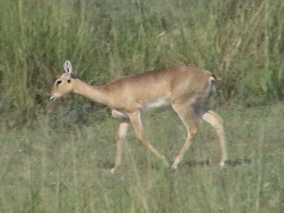 Oribi