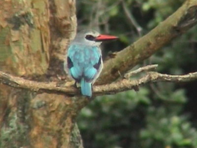 Woodland Kingfisher