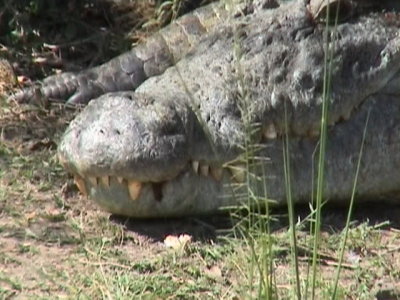 Nile Crocodile