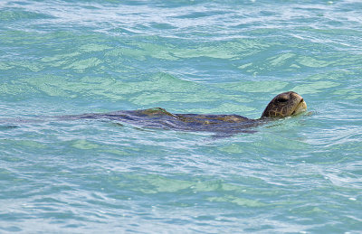 Galapagos Green Turtle