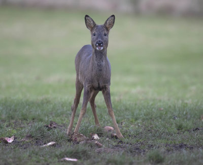 Roe deer