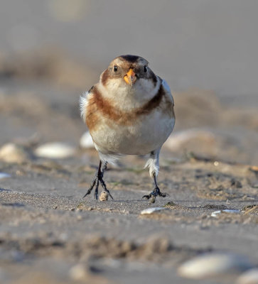 Snow Bunting