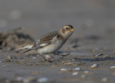 Snow Bunting